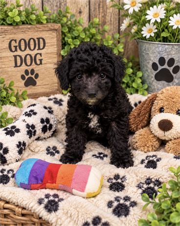 BEAUTIFUL LITTLE (F) POODLE