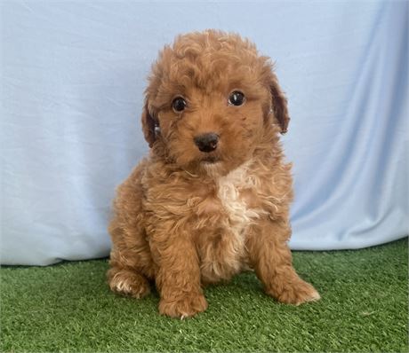 Toy / min AKC