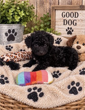 BEAUTIFUL LITTLE (F) POODLE