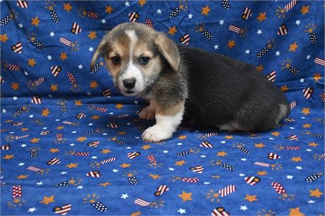 Lovable Fizz