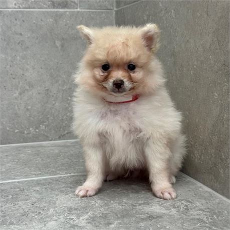 Pomeranian 26333-03