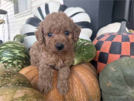 SMALL F1B Mini Goldendoodle
