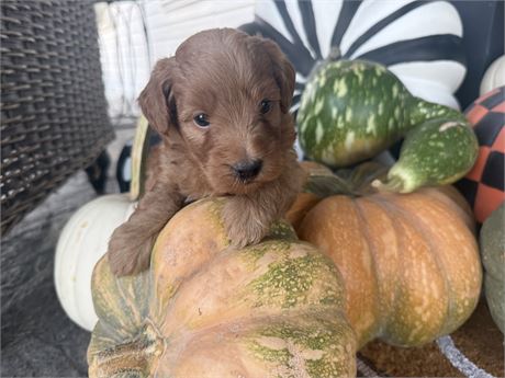 SMALL F1B Mini Goldendoodle