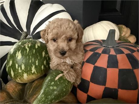 Gorgeous Mini Poodle Female