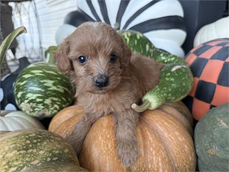 SMALL F1B Mini Goldendoodle