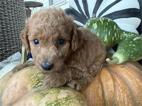 SMALL F1B Mini Goldendoodle