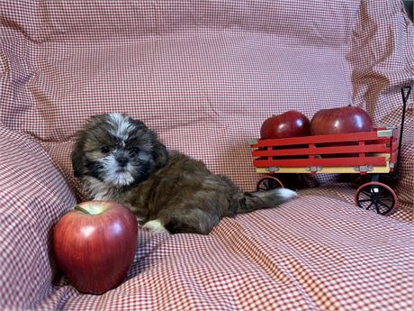 Shih Tzu - Jacey’s # 1 (M)