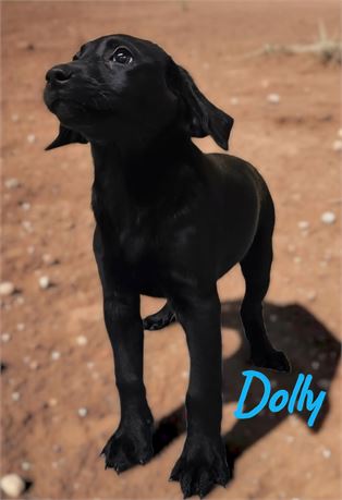 AKC Female Black Lab