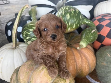 SMALL F1B Mini Goldendoodle