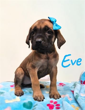 AKC Female English Mastiff