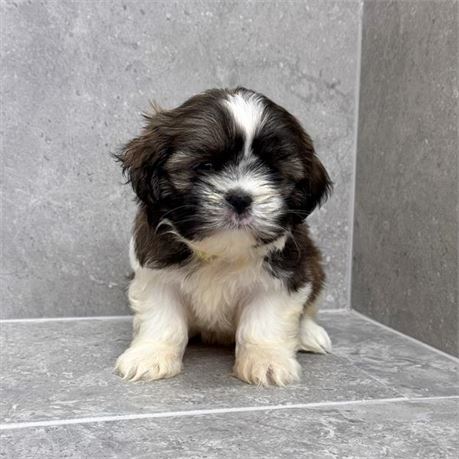 Shihtzu 26331-01