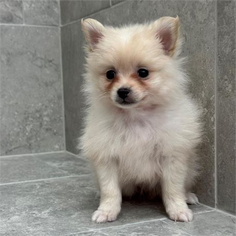 Pomeranian 26333-01