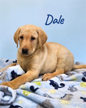 AKC Male Yellow Lab