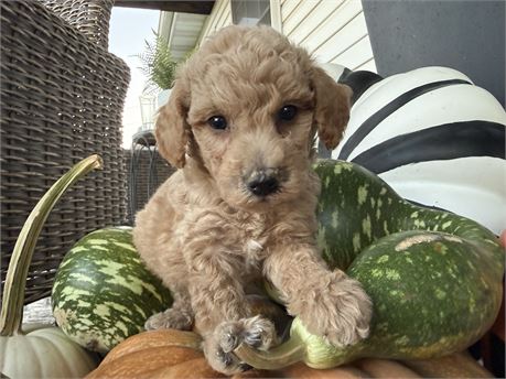 SMALL F1B Mini Goldendoodle