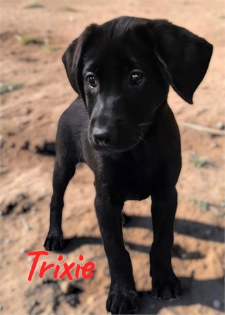 AKC Female Black Lab