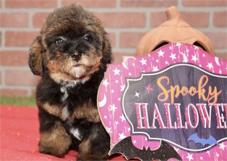 BLACK/BROWN FEMALE YORKIEPOO 178
