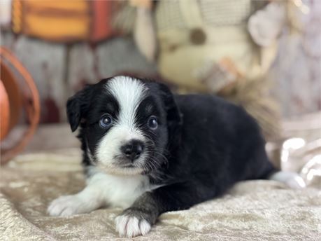 Mini Australian Shepherd - Charity