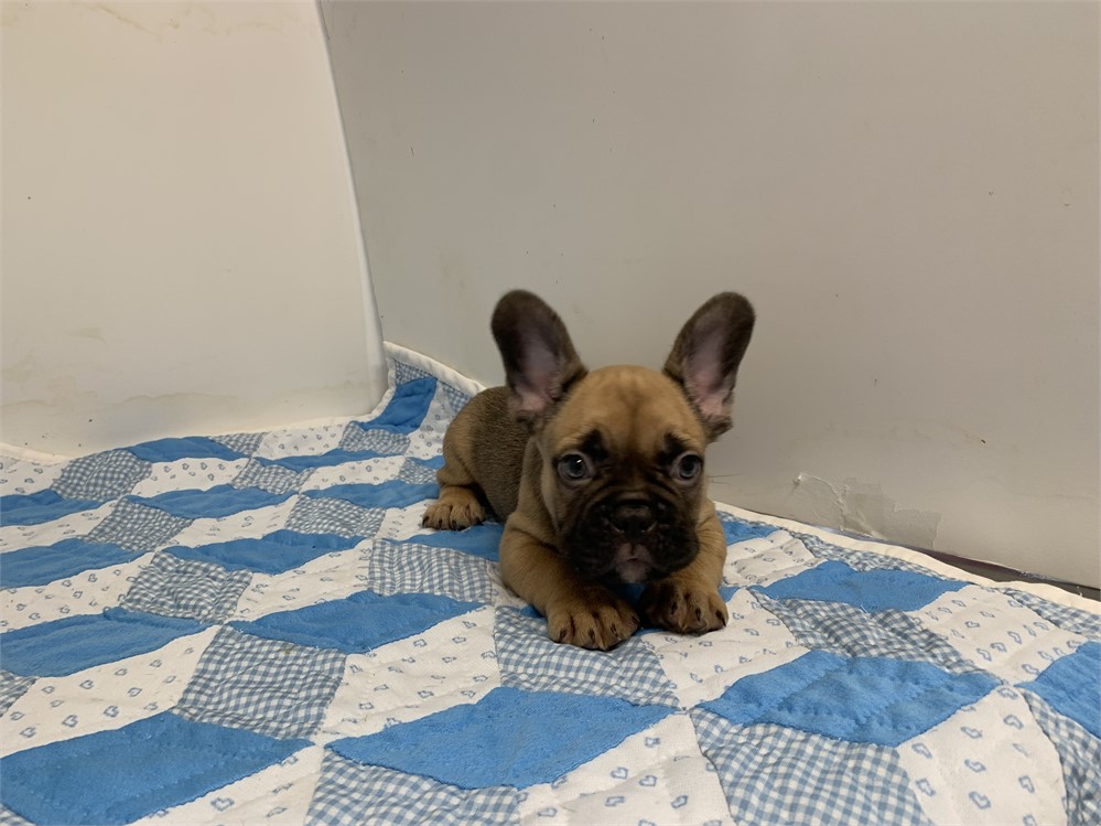 AKC French bulldog male