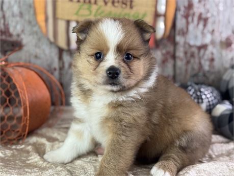 Sable Pomeranian - Sunny