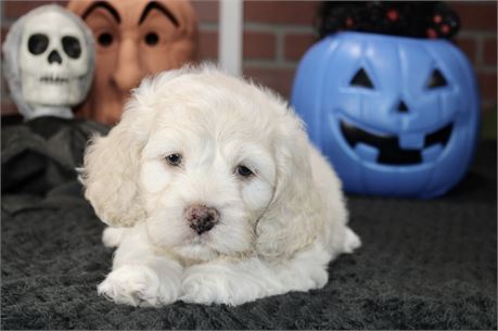 CREAM COCKAPOO MALE 201