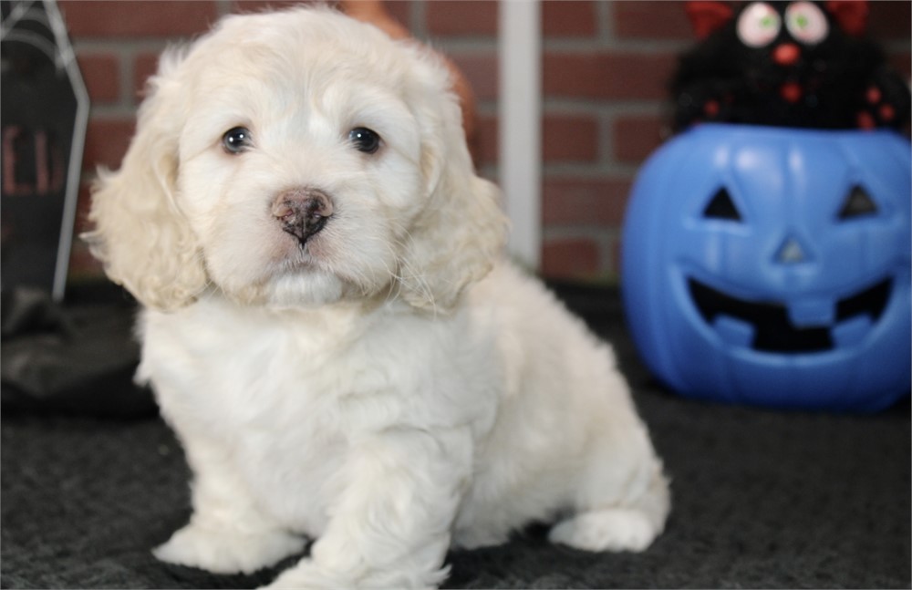 CREAM COCKAPOO MALE 201