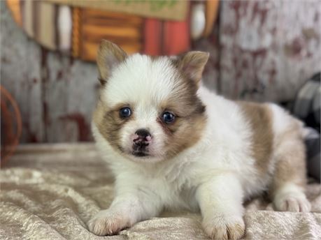 Sable Merle Parti Pomeranian - Sienna