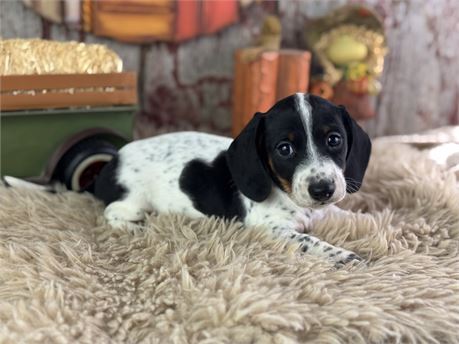 Mini Dachshund - Lux