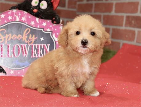 RED FEMALE YORKIEPOO 199