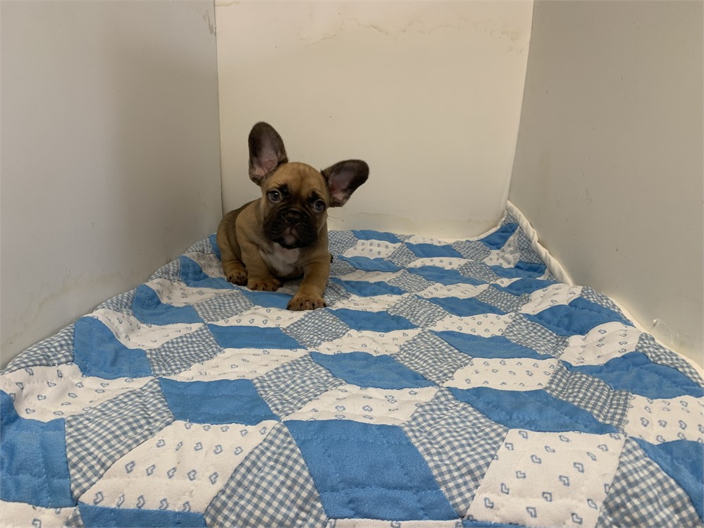 AKC French bulldog male