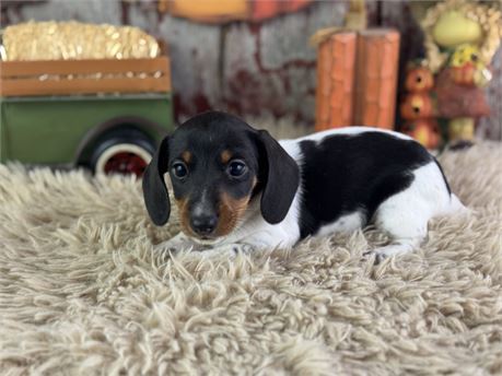 Mini Dachshund - Little Foot