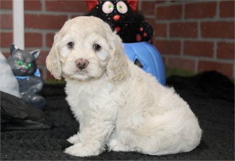 CREAM COCKAPOO MALE 202