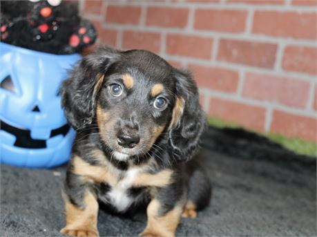BLACK/TAN MALE 191