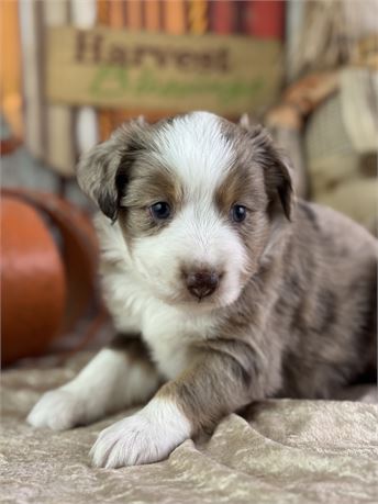 Mini Australian Shepherd - Cody