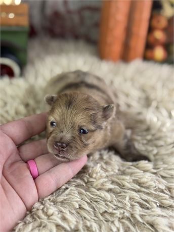 Pomeranian Male - Fiji