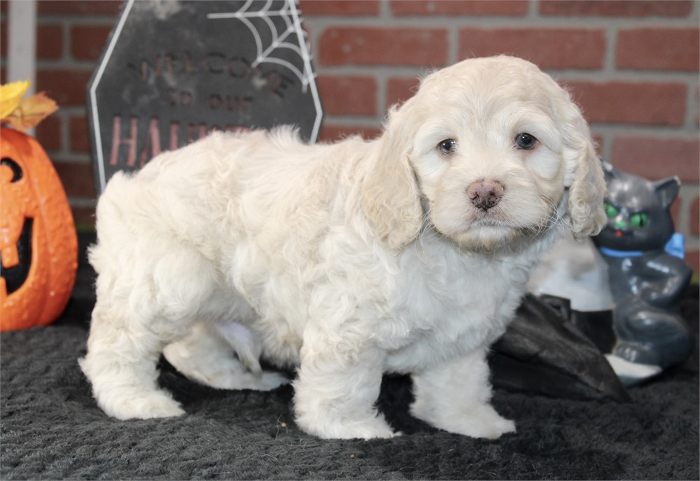 CREAM COCKAPOO MALE 202