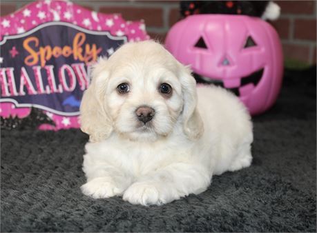 CREAM COCKAPOO FEMALE 203