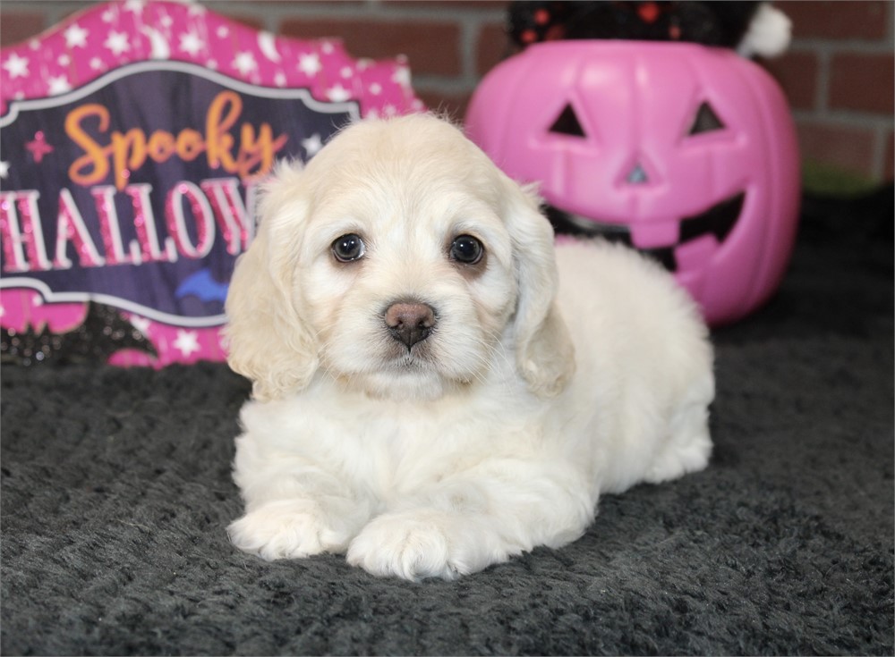 CREAM COCKAPOO FEMALE 203