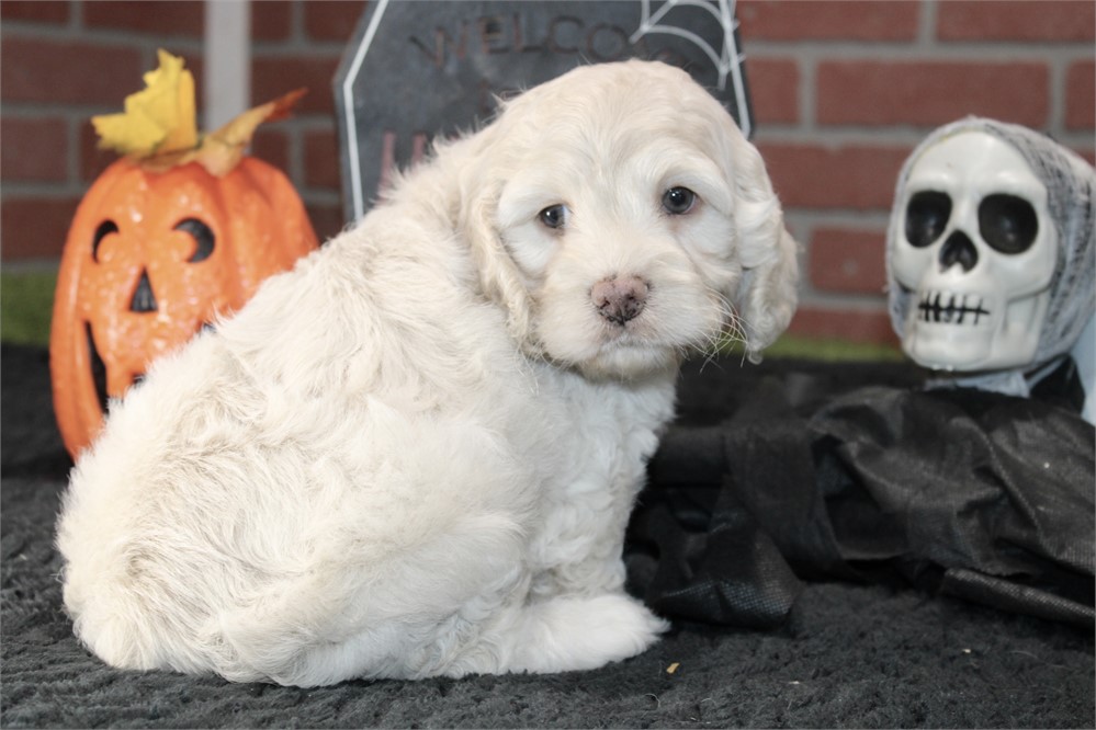 CREAM COCKAPOO MALE 202