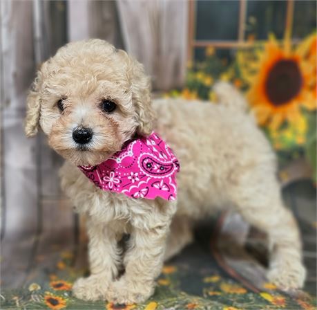 NORA