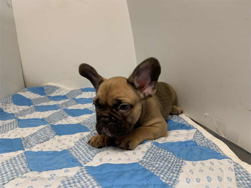 AKC French bulldog male