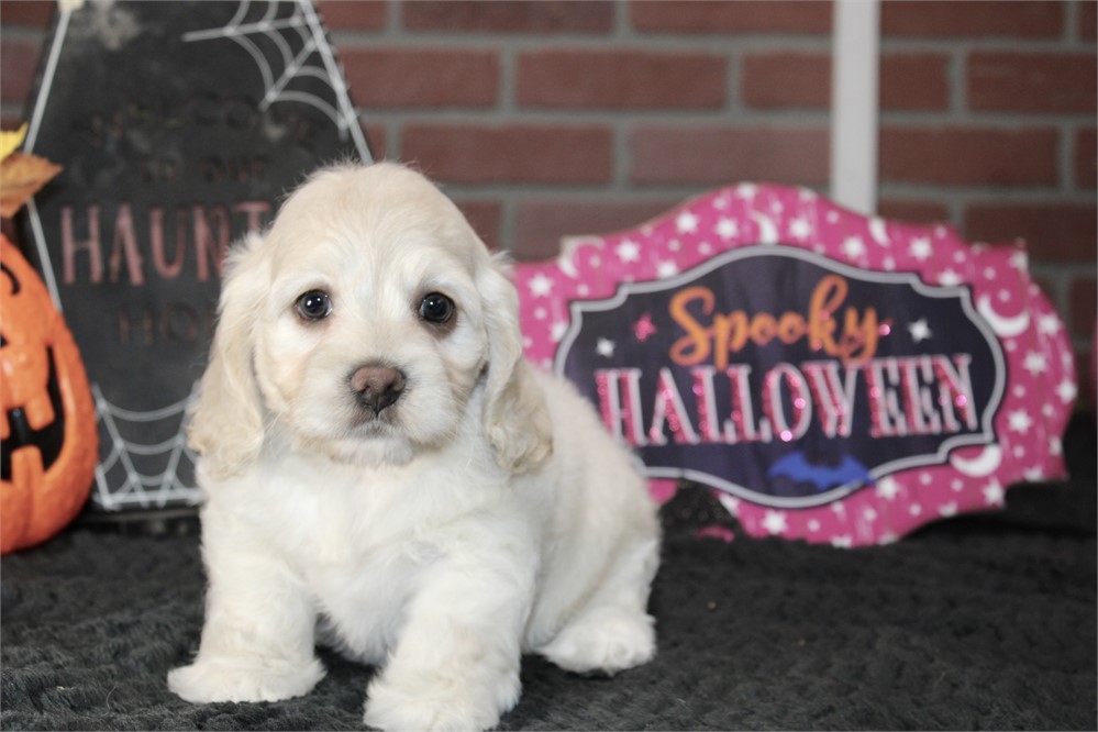 CREAM COCKAPOO FEMALE 203