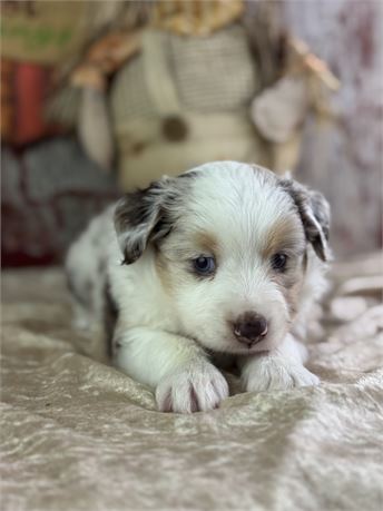 Mini Australian Shepherd - Cammi