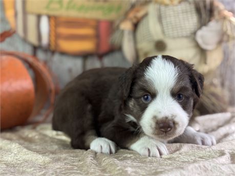 Mini Australian Shepherd - Caroline
