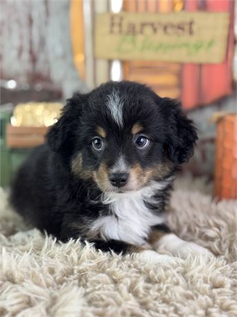 Toy/Mini Size Australian Shepherd - Joel