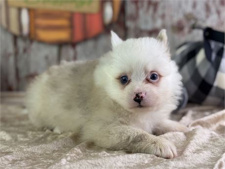 Sable Merle Parti Pomeranian - Scooby