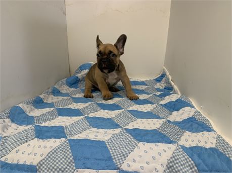 AKC French bulldog male