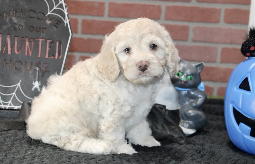 CREAM COCKAPOO MALE 202