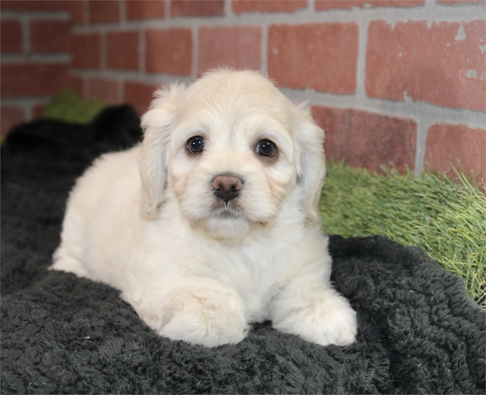 CREAM COCKAPOO FEMALE 203