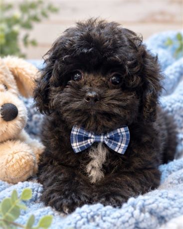 Shipoo, Boy, Louie