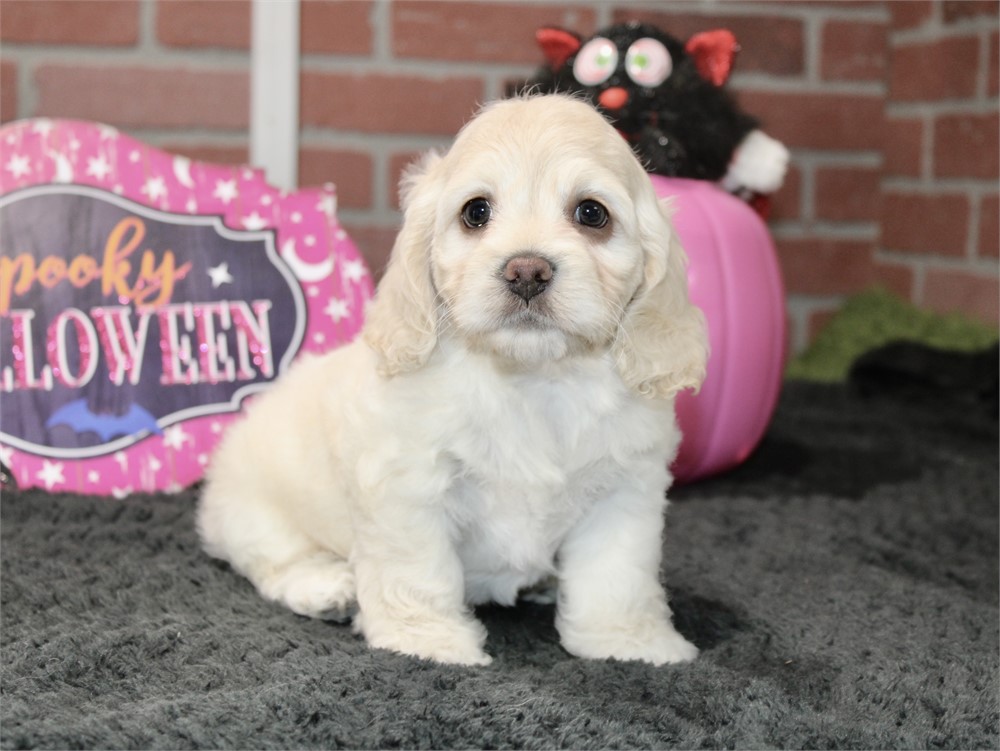 CREAM COCKAPOO FEMALE 203